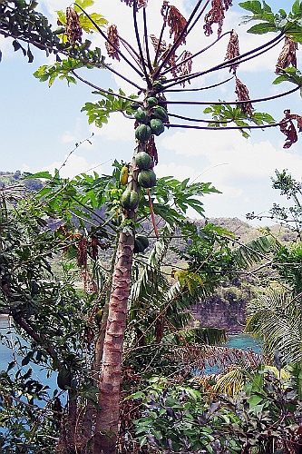 cruise14 (449)